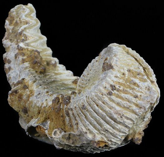 Cretaceous Fossil Oyster (Rastellum) - Madagascar #54474